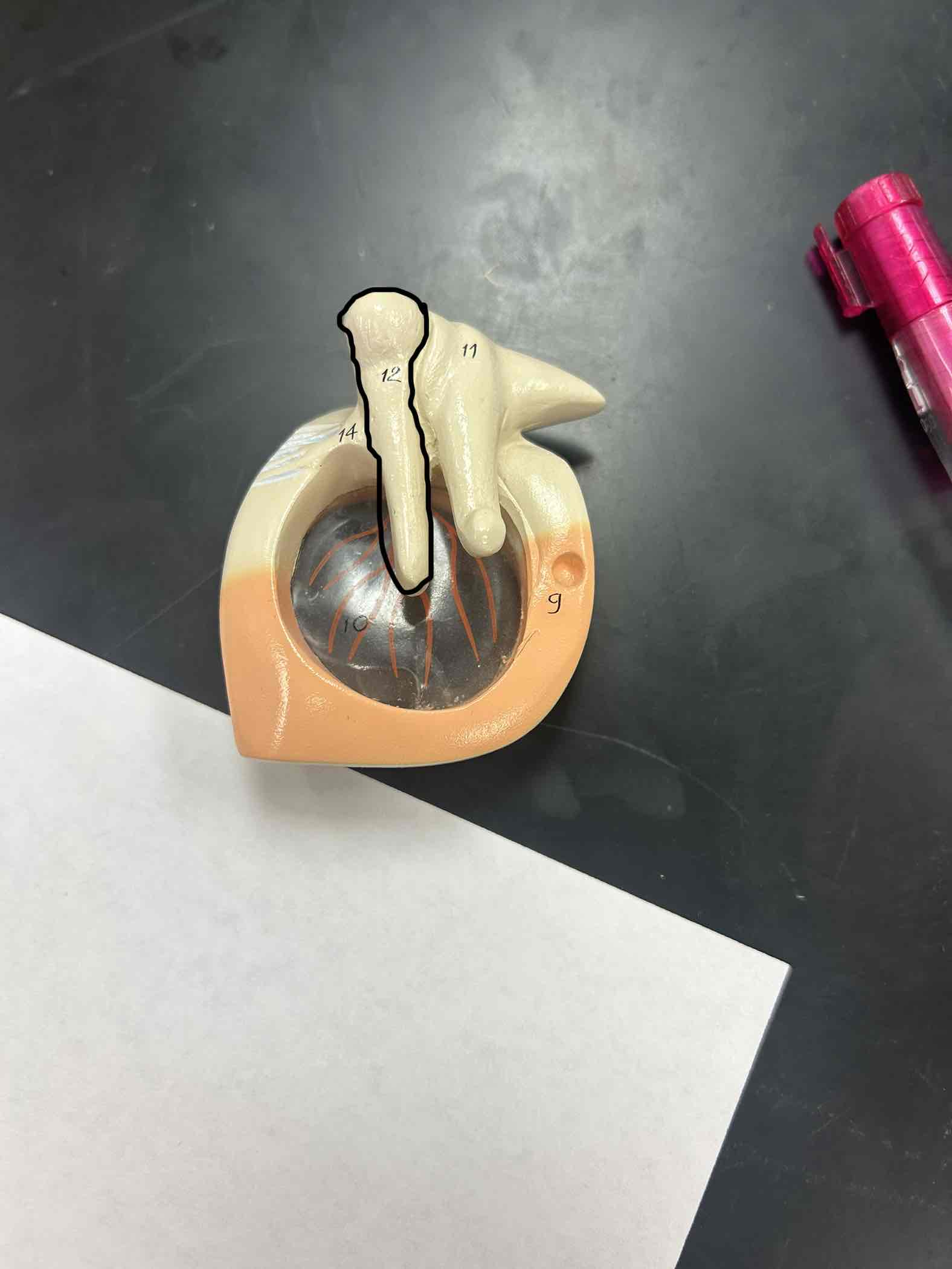 <p>connected directly to the Tympanic Membrane</p>