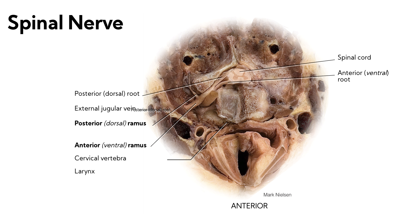 Notice Anterior is much larger - since it carries much more information