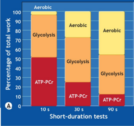 <ul><li><p>its fast and available so if depleted it affects everything</p></li><li><p>role of MG - rapid atp production, supports anaerobic and aerobic exercise, delays fatigue</p></li></ul><p></p>