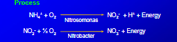 <ul><li><p>conversion of ammonium (NH4) to nitrate (NO2)</p></li></ul><p>Effects Rate?</p><ul><li><p>Temperature</p></li><li><p>you need ammonium and </p></li><li><p>you need oxygen</p></li><li><p>soil water content. Too much water not enough oxygen</p></li><li><p>soil ph-things can only exist in certain ph</p></li></ul><p>Leaching</p><ul><li><p>amount of nitrogen lost depends on how much nitroegne in soil, and the downward velcoty of water that carries nitrgoen</p></li><li><p></p></li></ul><p></p>