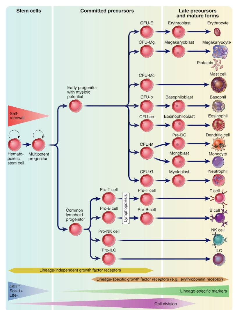 <p>I benmärgen mognar alla cirkulerande blodceller (lymfoida och myeloida) genom hematopoes. </p><p>Mognaden stimuleras av olika <strong>colony stimulating factors (CSF):</strong></p><ul><li><p>IL-3</p></li><li><p>IL-7</p></li><li><p>G-CSF (granulocyt)</p></li><li><p>GM-CSF (granulocyt makrofag)</p></li></ul>