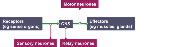 <p><span style="font-family: ReithSans, Helvetica, Arial, freesans, sans-serif">Stimulus → receptor → coordinator → effector → response</span></p>