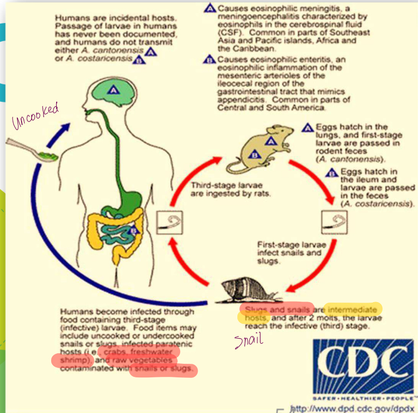 <p>Life cycle?</p>