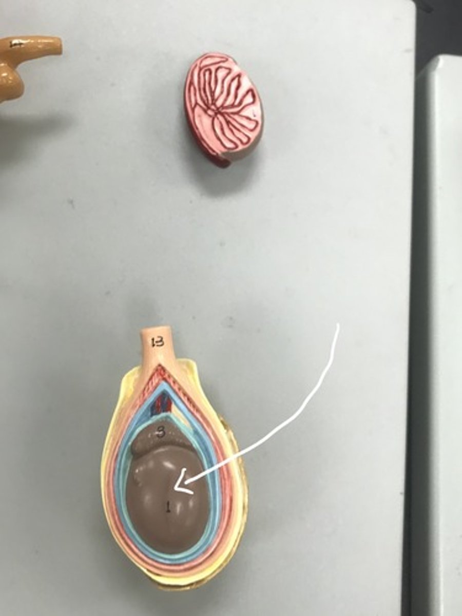 <p>Label the structure</p>