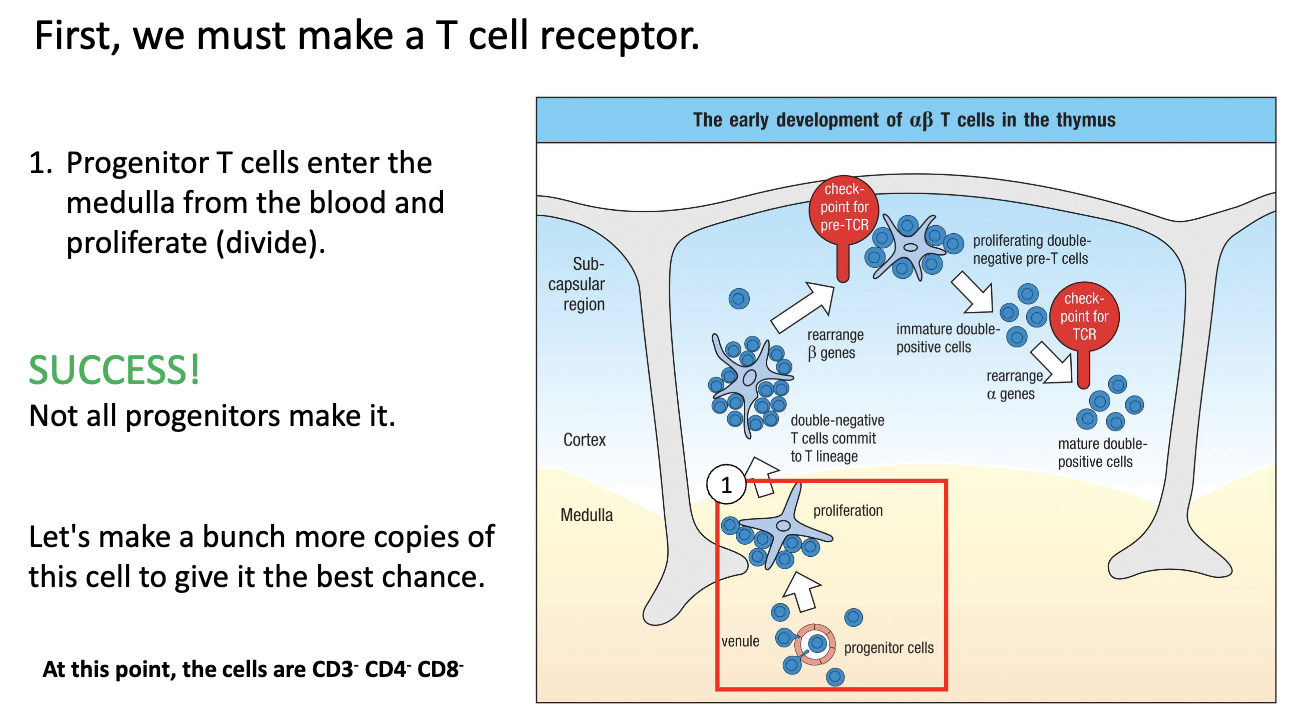 <ul><li><p>Enter thymus <strong>via venules</strong> into <strong>medulla/cortex</strong>.</p></li><li><p><strong>Proliferate</strong> to make multiple copies (“save states”) of each progenitor.</p></li><li><p>Not all cells succeed; only some clones will continue T-cell development.</p></li><li><p>This <strong>expansion allows multiple chances</strong> for TCR rearrangement and successful T-cell maturation. </p></li></ul><p></p>