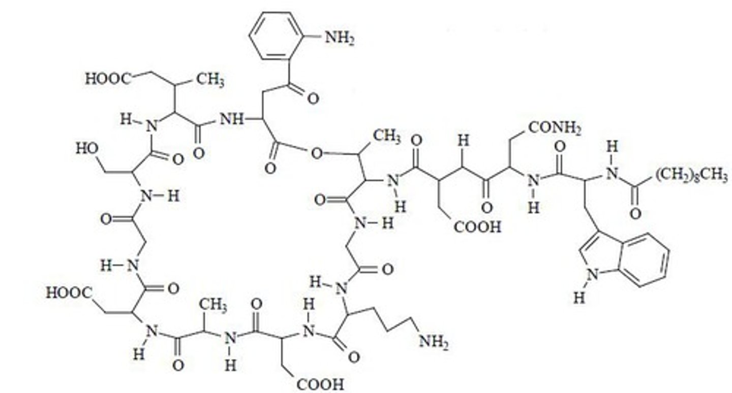 <p>cyclic lipopeptide</p><p>(polar head group and lipophilic tail)</p>