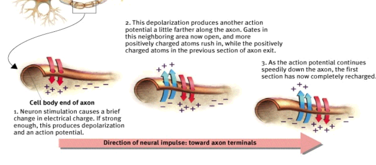 <p>pumps Na+ ions out from the inside of the neuron, making them ready for another action potential; K+ ions remain inside the axon</p>