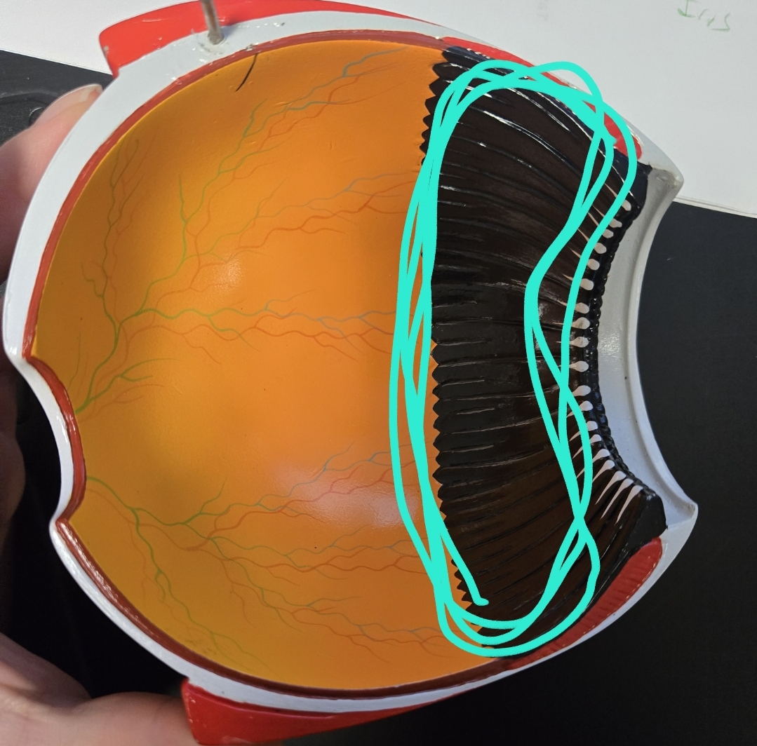 <p>Anatomy of the eye: Tunics</p>