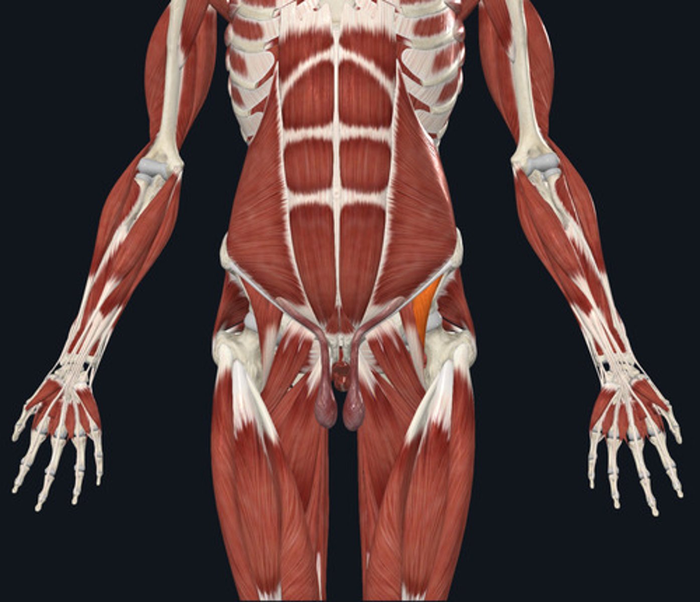 <ul><li><p><u>Origin:</u>&nbsp;<strong>Ilium</strong>, iliac fossa</p></li><li><p><u>Insertion:</u>&nbsp;Femur</p></li><li><p><u>Action:</u>&nbsp;Hip flexion</p></li></ul><p></p>