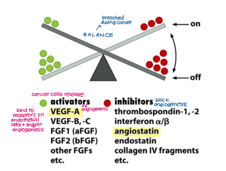 <p><strong>Activators:</strong></p><ul><li><p><mark data-color="green" style="background-color: green; color: inherit;">VEGF A, B, C</mark></p></li><li><p>FGF1 and 2</p></li></ul><p></p><p><strong>Inhibitors: </strong></p><ul><li><p><mark data-color="red" style="background-color: red; color: inherit;">Angiostatin</mark></p></li><li><p>Thrombospondin</p></li></ul><p></p>
