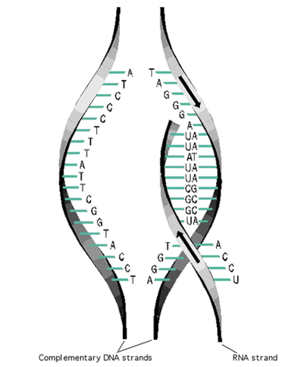 <p>-Occurs in the nucleus</p><p>- RNA polymerase bonds to the DNA molecule</p><p>- DNA molecule unzips as RNA polymerase moves down the DNA molecule.</p><p>-Free floating nucleotides will bond to one side of the DNA molecule creating a messenger RNA (mRNA)</p><p>-DNA rezips behind the RNA polymerase molecule.</p><p>-continues until the creation of the RNA molecule is complete</p>