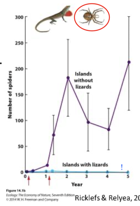 <p>Explain this graph: spider densities on the Caribbean islands with and without lizards </p>