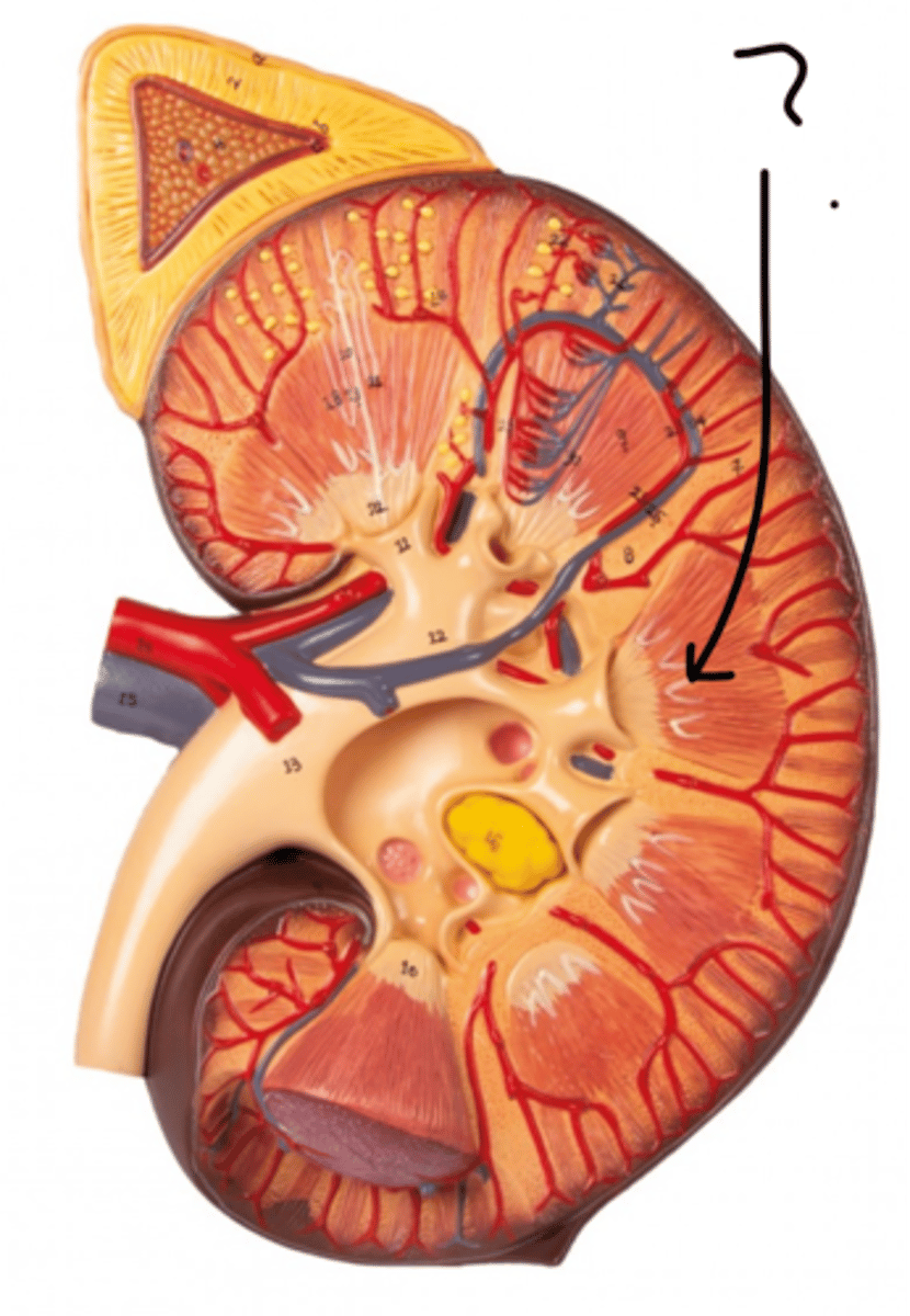 <p>Name this triangular structure</p>