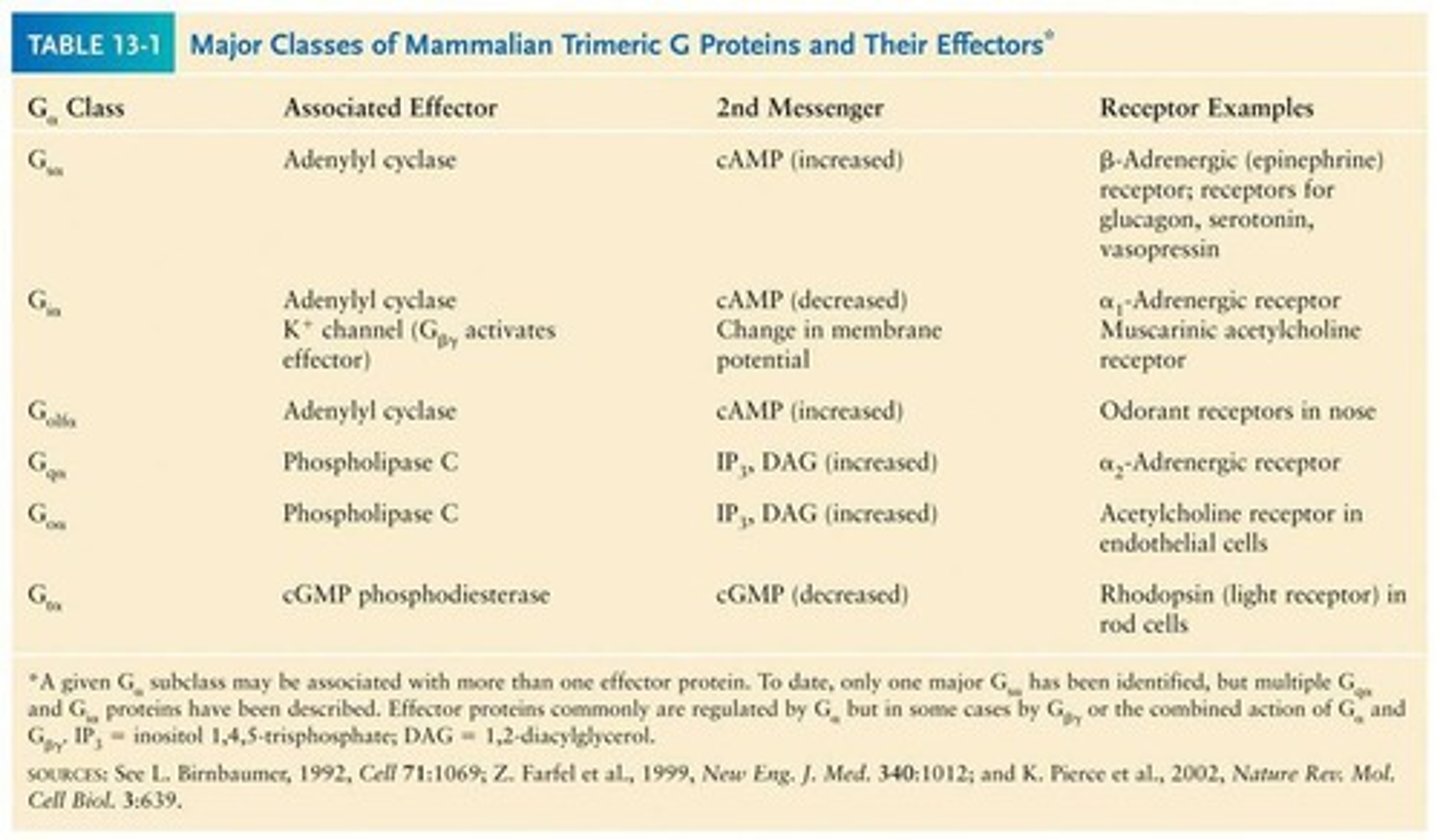 <p>G-proteins associated with cell proliferation.</p>