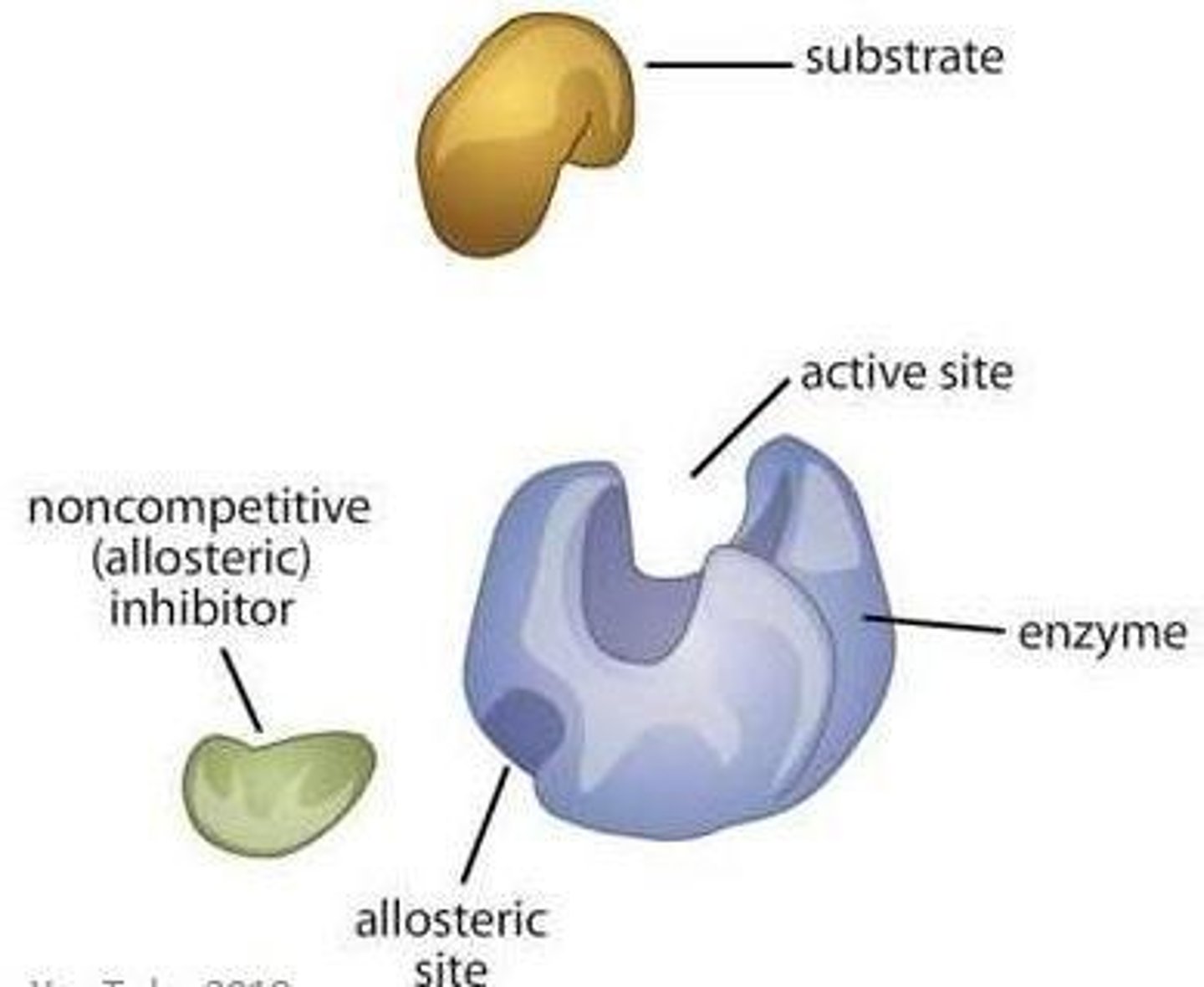 <p>Allosteric regulation involves the binding of a molecule at a site other than the active site, changing the enzyme's shape and activity.</p>