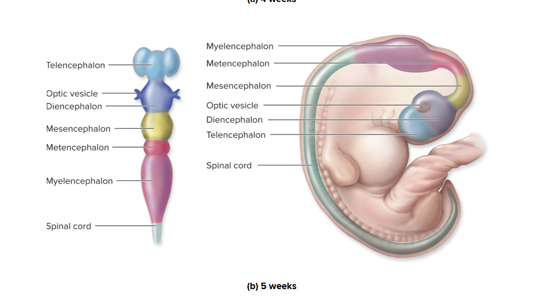 <p>Brain development: 5 weeks</p>