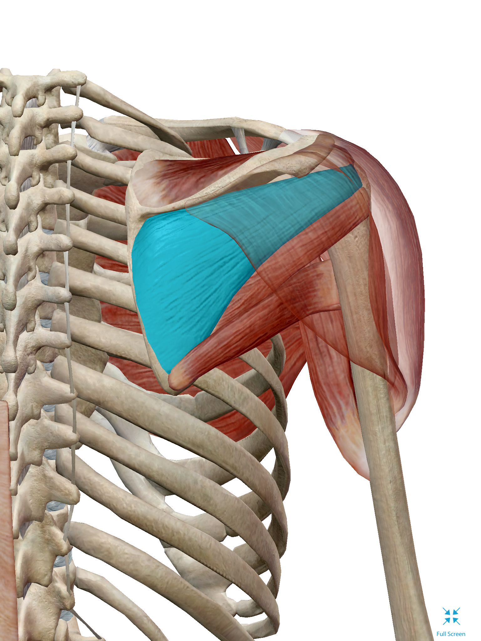 <p>whats the origin and insertion of infraspinatus </p>