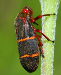 herbivores