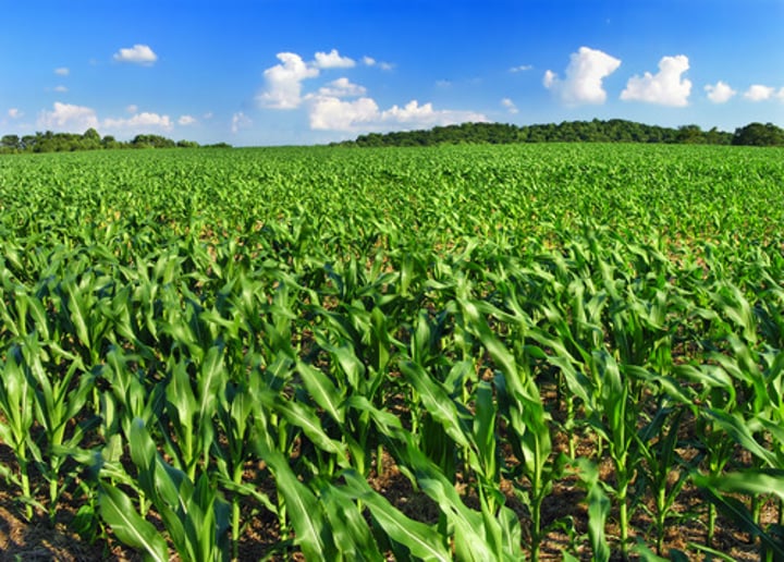 <p>A single species of plant grown on a field, usually in high density.</p>
