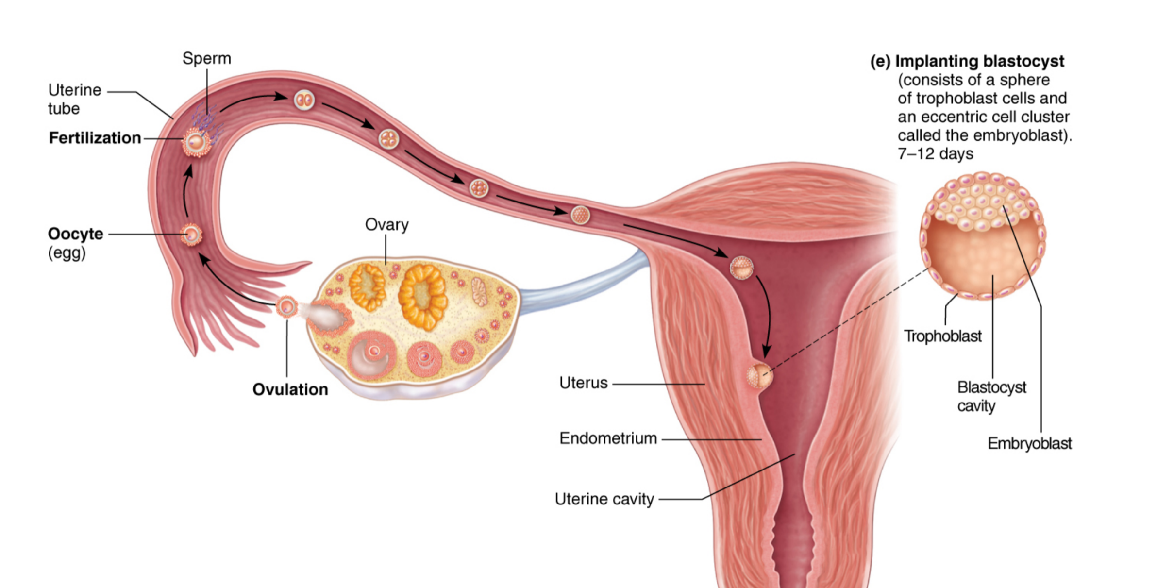 <p>Implanting Blastocyst</p>