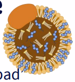 <p>LDL - low density lipoprotein = "bad cholesterol"</p>