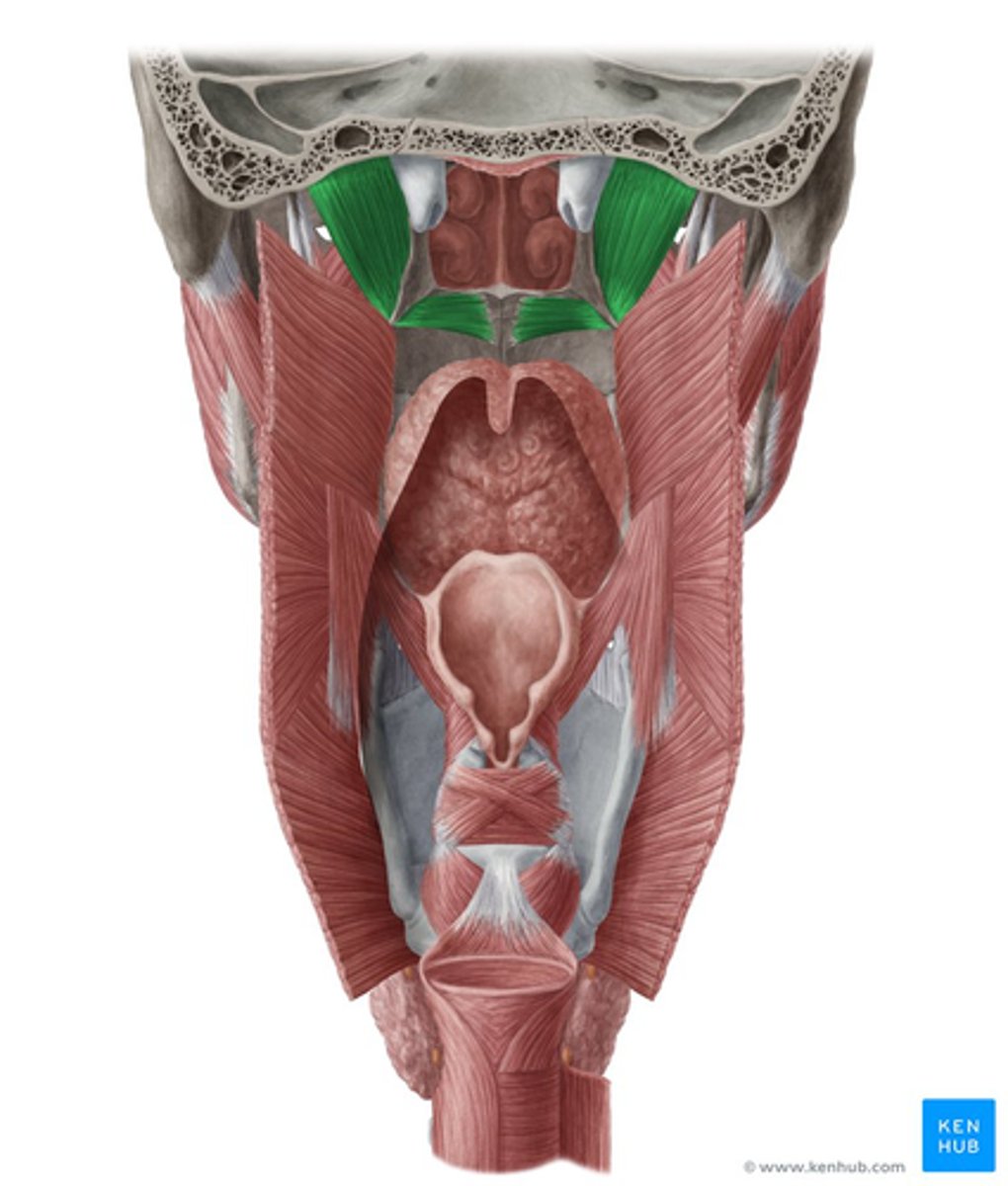 <p>Origin: scaphoid fossa, between medial and lateral pterygoid plates.</p><p>Insertion: palatine aponeurosis, tendinous sheet that spans soft palate.</p>