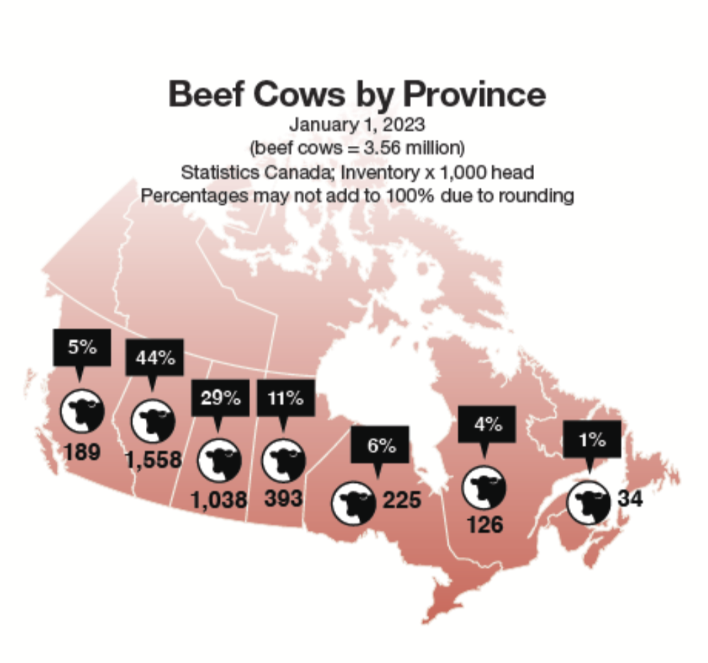 <p><strong><u>11.3 million cattle</u></strong> → <strong>1.41 dairy, <mark data-color="red" style="background-color: red; color: inherit"><u>3.56 beef</u></mark>, 3.3 feedlot</strong>.<br>Beef cows: majority in Alberta (29%), 6% in ON.</p><p><strong>CBBC recognizes 26 beef breeds in Canada but &gt;1000 globally.</strong></p><p>Canada has <strong>1.2% of the world’s 942 million cattle</strong> and produces <strong>~2% of world supply of beef</strong>. Canada <strong>exported 49% of all beef produced in CA in 2022, valued at ~$4.7 billion</strong>. Canada still imports lots of beef as our plants don’t make enough domestically. Generally: export &gt; import.</p><p><strong>60,697 beef producers in Canada. Average farm size is 69 cows; highly variable across the country.</strong></p><p>61% of farms have less than 47 cows (16% of the herd).</p><p><strong><u>ECONOMY</u>: </strong>$10.2 billion in cash receipts. Contributing $22 billion to Canadian GDP.</p><p><strong><u>TREND:</u></strong> decrease in number of farms, increase in number of cattle on farms, decrease in number of producers.</p>