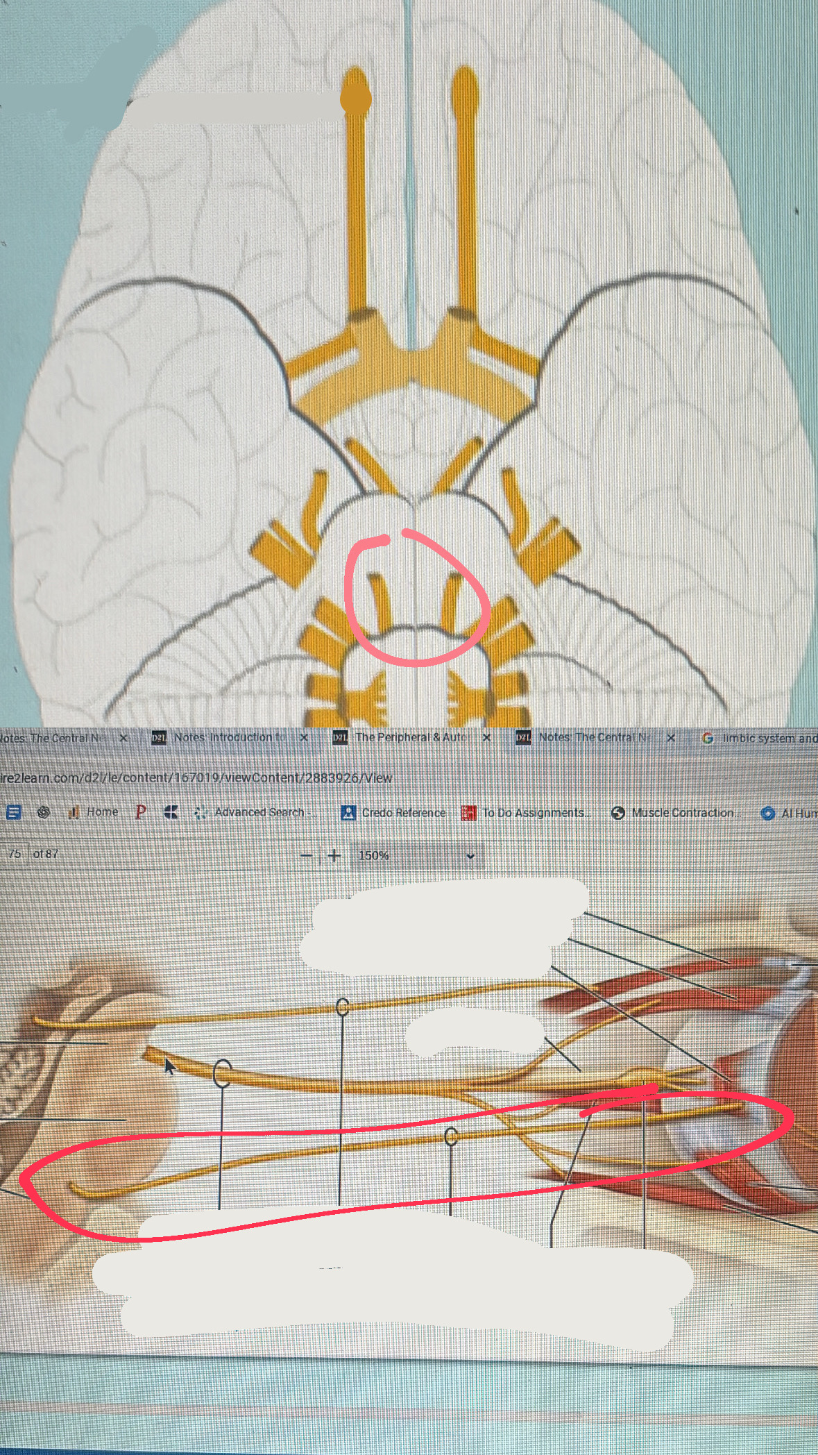 <p>VI. eye movement</p>