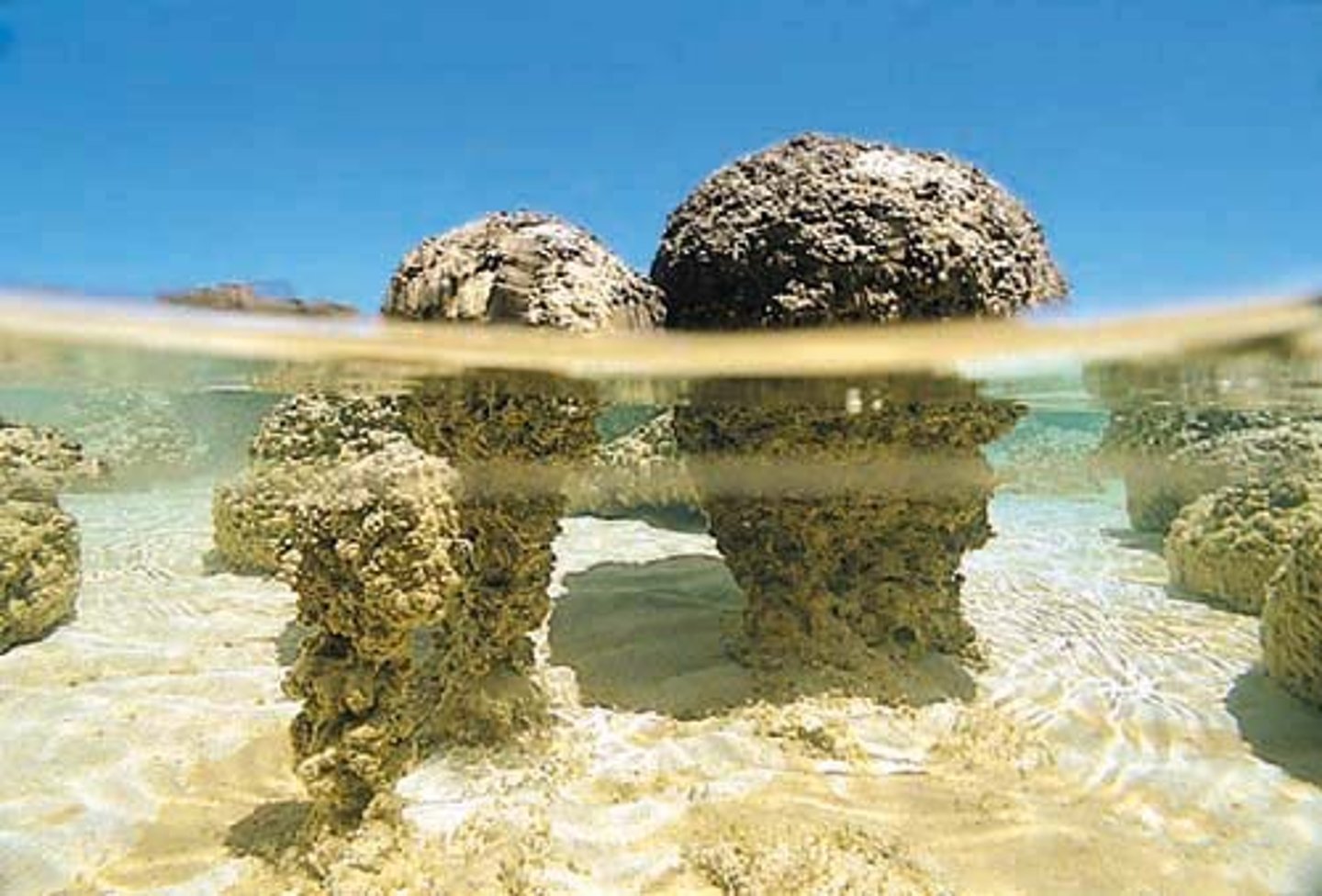 <p>Dense coral-like 'mounds'<br>Stabilize sediment and clarify water<br>Cyanobacteria form thin 'living skin' over the mound</p>