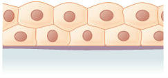 <p><span>This is an example of </span><span style="color: mediumseagreen"><strong>[...]</strong></span><span> epithelial tissue</span></p>