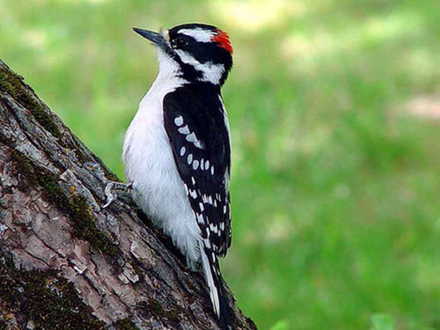 <p>Piciformes (short bill)</p>