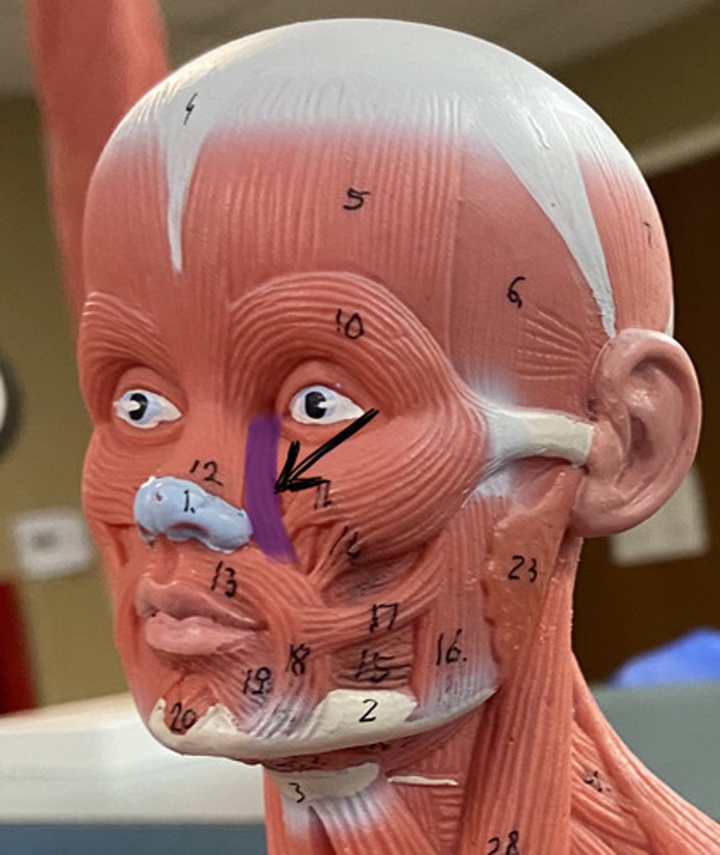 knowt flashcard image