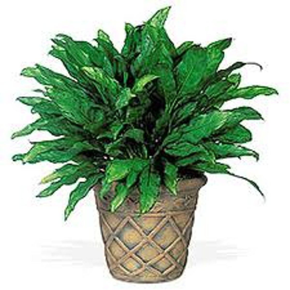 <p>una cosa verde para decoración (plant)</p>