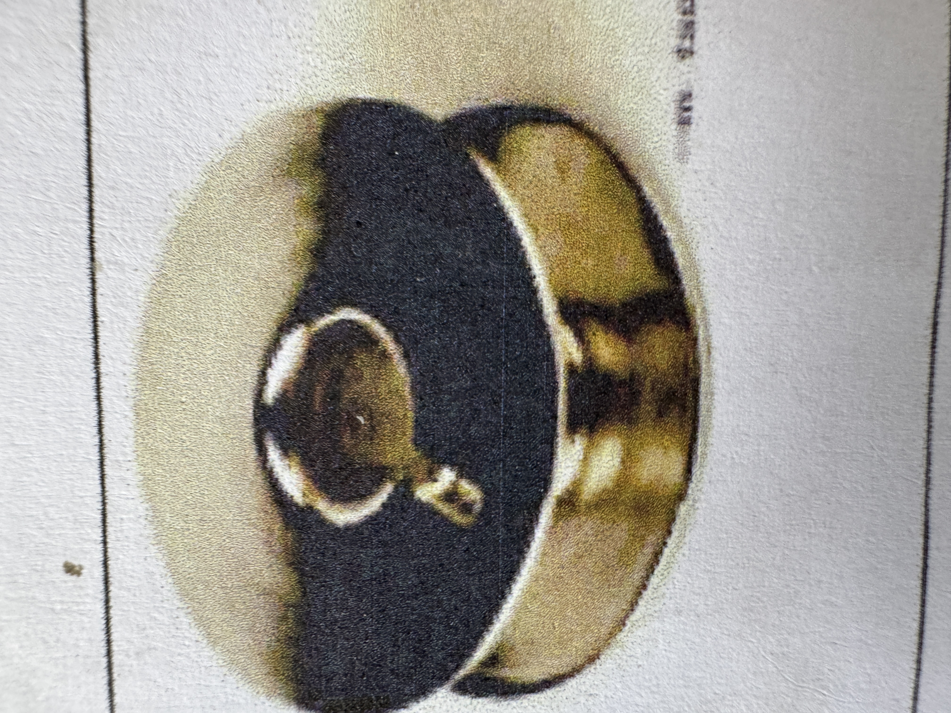 term image