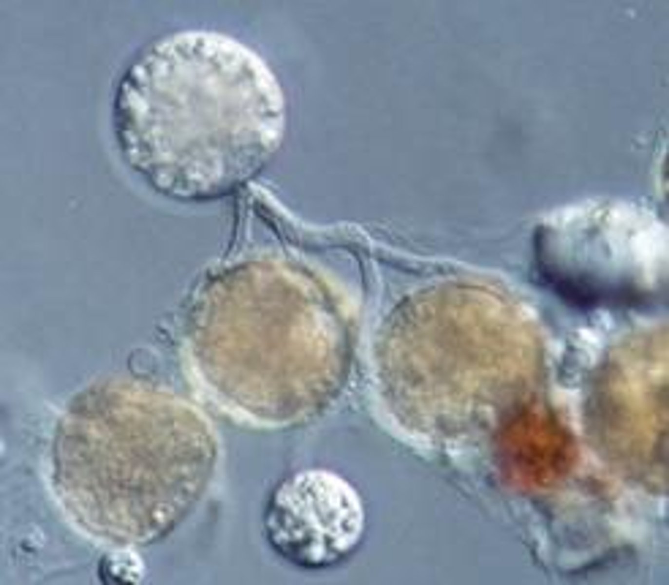 <p>mostly unicellular</p>