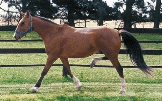 gait disorder: stringhalt