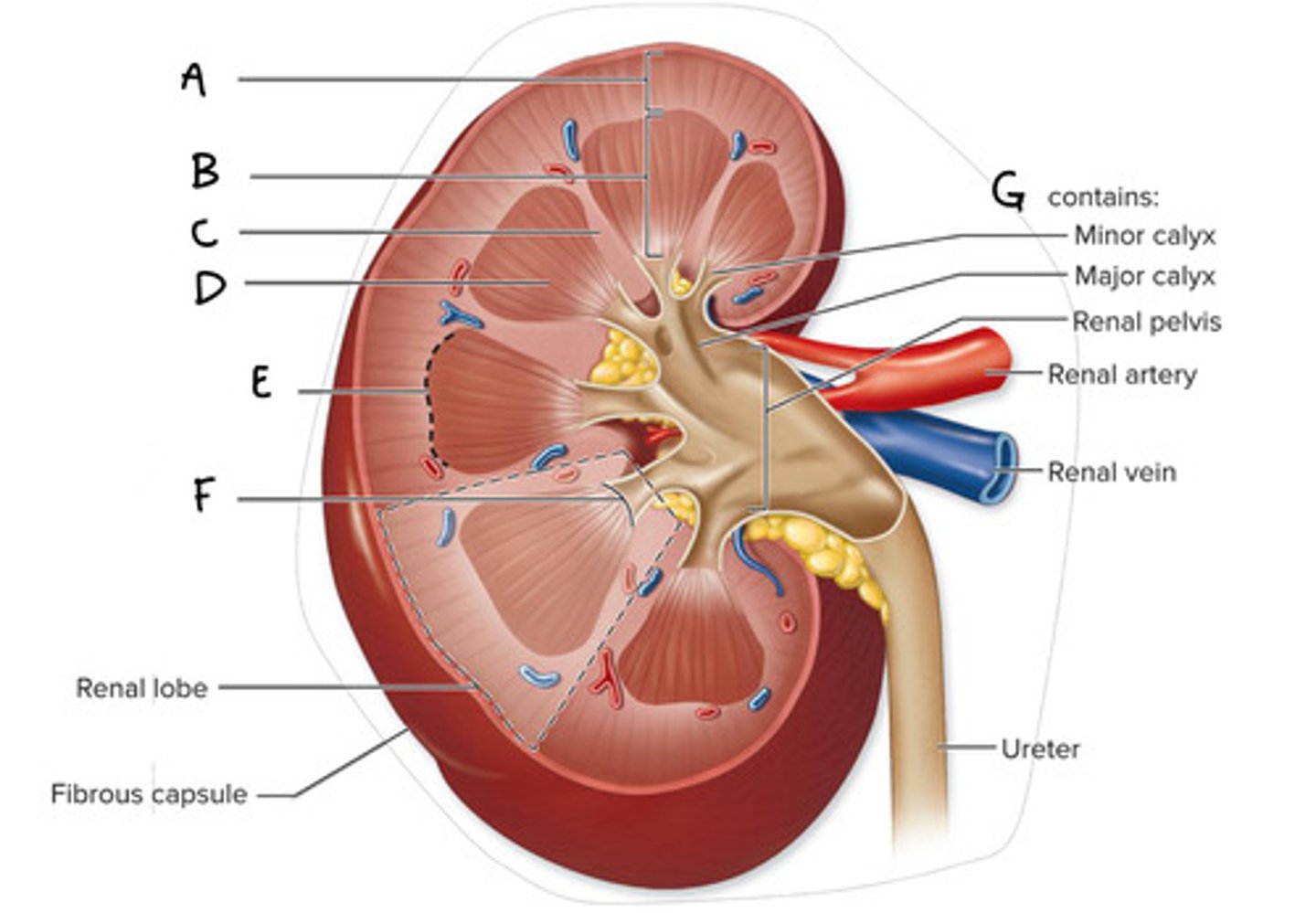 <p>What is C on the diagram?</p>