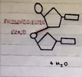 <p>Dinucleotides are formed via the condensation reaction between two nucleotides.</p><p>The bond holding the nucleotides together is a PHOSPHODIESTER bond.</p>