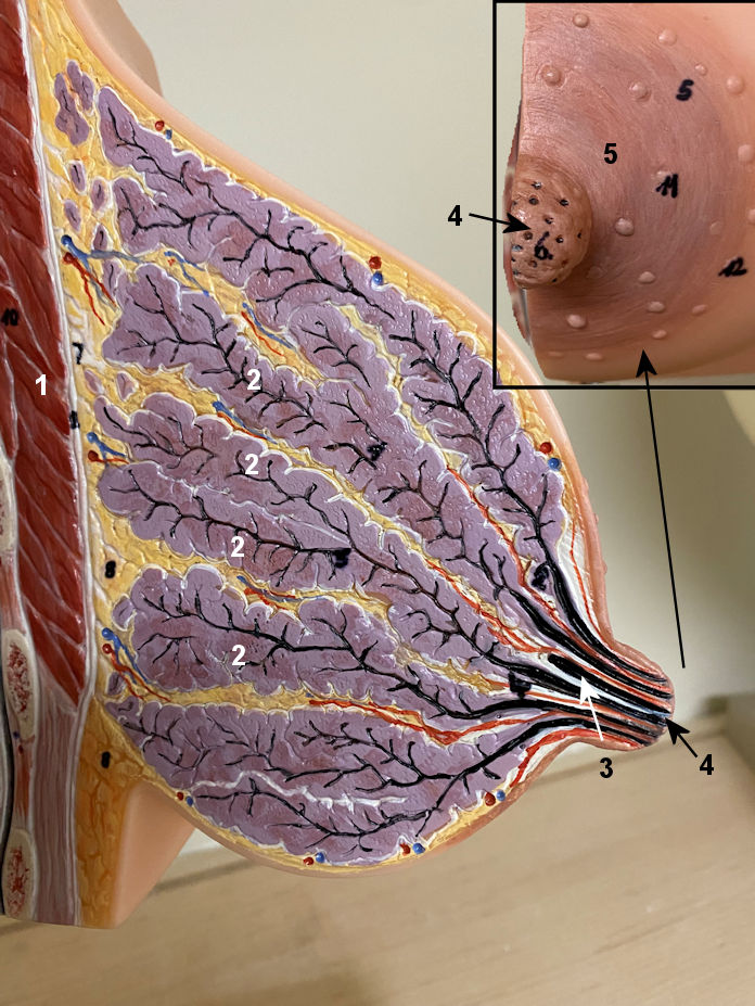 <p>what is this whole structure?</p>