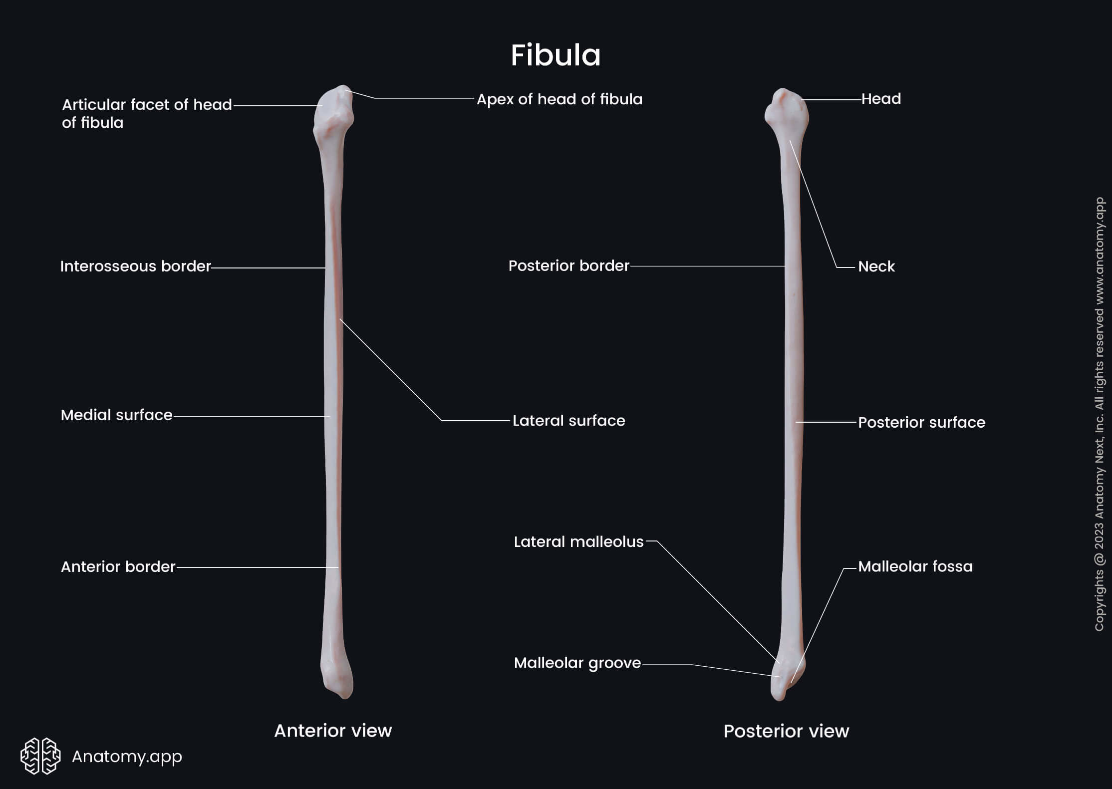 <p>The smaller bone located alongside the tibia in the lower leg.</p>