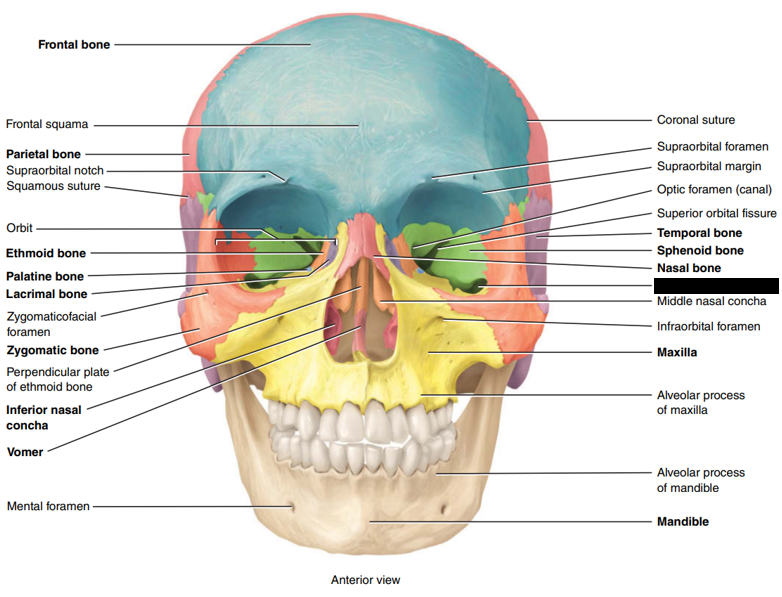 <p>State and identify what part of the cranial bone is being pointed out and censored.</p>