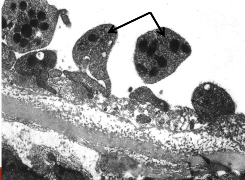 <p>What does this image show? </p>