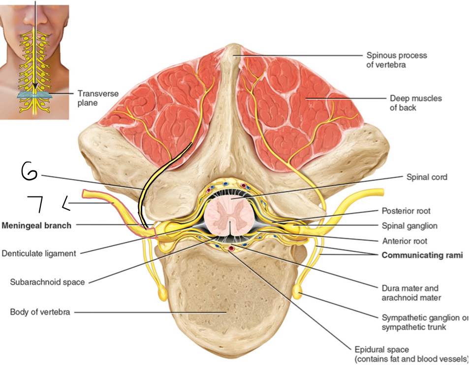 <p>6</p>