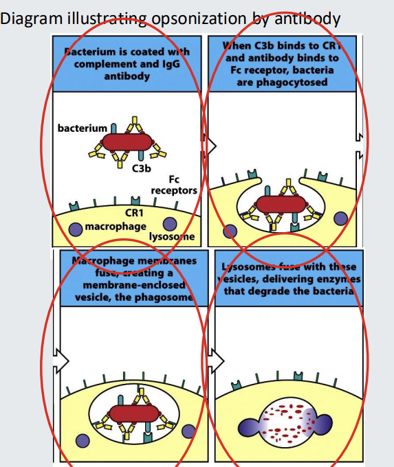 <ul><li><p>The binding of <strong>IgG </strong>to the surface of a <strong>pathogen </strong>can make the <strong>pathogen more <mark data-color="#c5d7ff" style="background-color: rgb(197, 215, 255); color: inherit;">visible</mark></strong><mark data-color="#c5d7ff" style="background-color: rgb(197, 215, 255); color: inherit;"> </mark>to phagocytes such as <strong>macrophage</strong>s and <strong>neutrophils</strong>.</p></li><li><p>The bound IgG can be recognized by<strong> Fc<em><sup>g</sup></em> receptors of phagocytes</strong>.</p></li><li><p>This facilitates phagocytosis.</p></li><li><p>The antibody can be referred to as an <strong>opsonin </strong></p></li><li><p>The antibody coated target is said to be <strong>opsonized</strong>.</p></li><li><p>The process is called opsonization. </p></li><li><p>Complement <strong>C3b can also be an opsonin.</strong></p></li></ul><p></p>