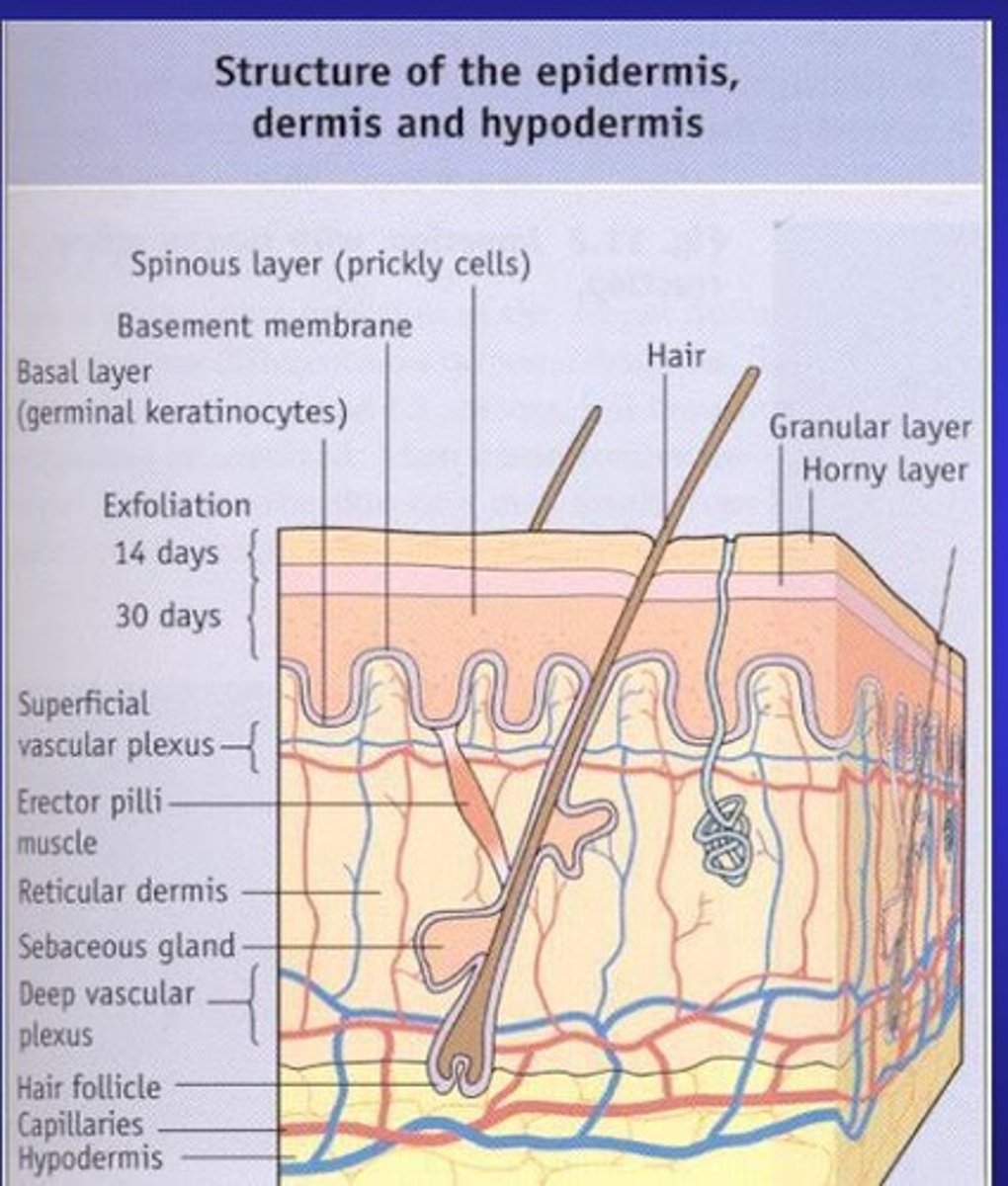 <p>Very dry, so not a very good environment for bacteria.</p>