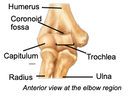 <p>distal part of the humerus articulating with the head of the radius</p>