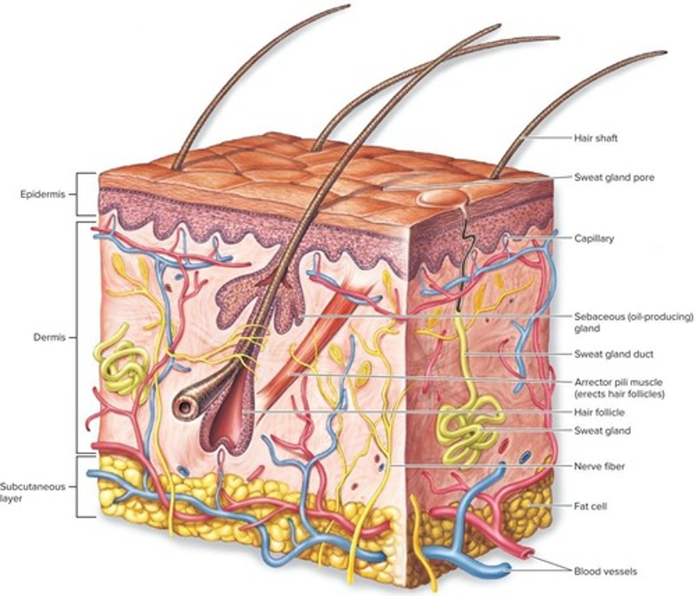 <p>The vertebrate body is defended from infection by three lines of defense: skin and mucous membranes, cellular counterattack, and specific immune response.</p>