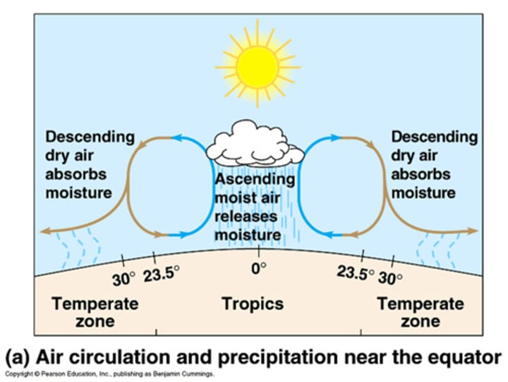 <p>a large-scale atmospheric convection cell in which air rises at the equator and sinks at medium latitudes, typically about 30° north or south.</p>