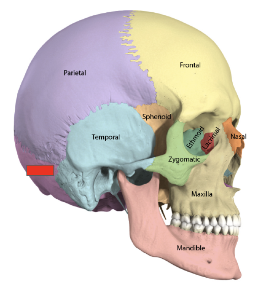 <p>Name the covered bone</p>