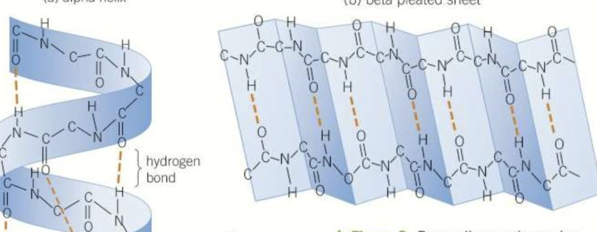 <p>hydrogen bonds form - causing either a alpha helix (every fourth peptide bond) or a beta pleated sheet [folds so parts are parallel] </p>